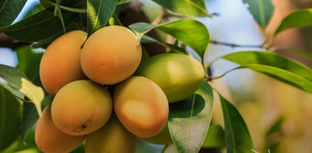 طبع انبه چیست