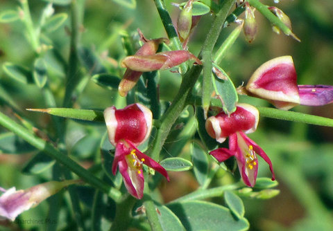 طریقه مصرف عرق خارشتر برای دفع سنگ کلیه