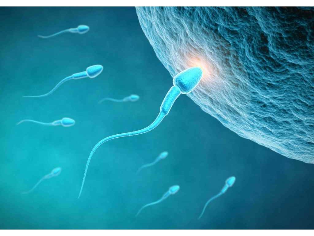 حرکت اسپرم و حاملگی