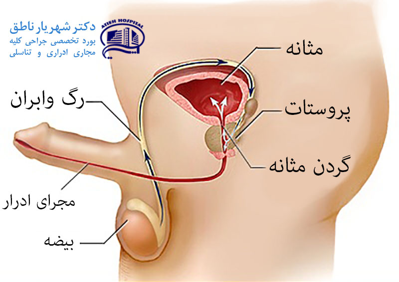 علت پرتاب نشدن اسپرم علت پرتاب نشدن اسپرم