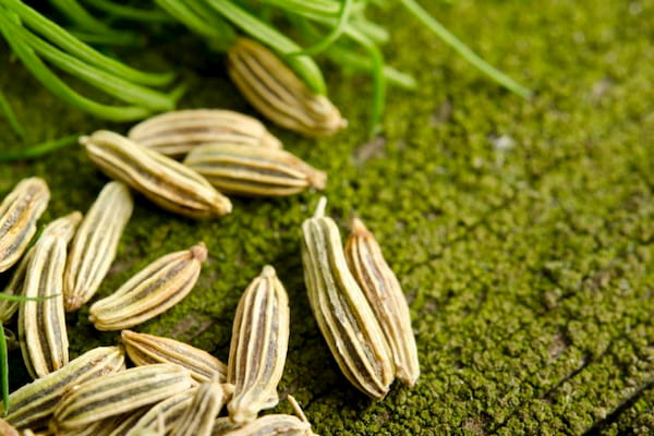 عوارض جانبی مصرف رازیانه