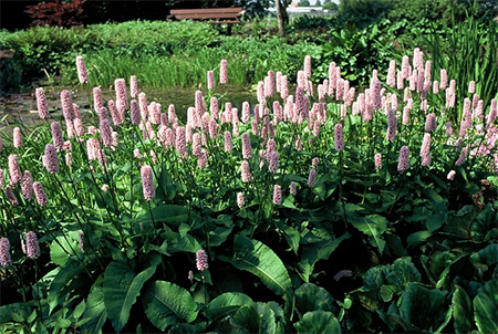 ریشه انجبار, انجبار چیست, انجبار