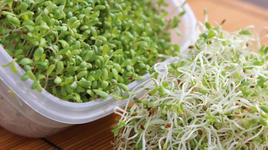 خواص عرق یونجه برای خشکی پوست